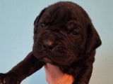 À réserver, 5 femelles et 5 mâles Cane Corso, plusieurs couleurs, nés en janvier 2026