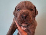 À réserver, 5 femelles et 5 mâles Cane Corso, plusieurs couleurs, nés en janvier 2026