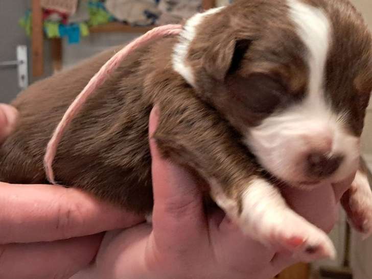 À réserver, 6 femelles et 3 mâles Berger Australien, rouge tricolore, nés en février 2026