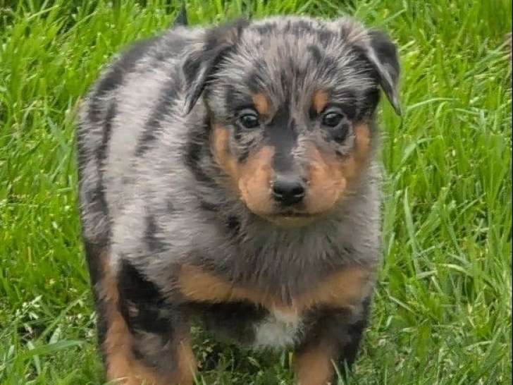 À réserver, 3 mâles et 3 femelles Beauceron LOF, arlequin ou noir et feu, nés en mars 2026