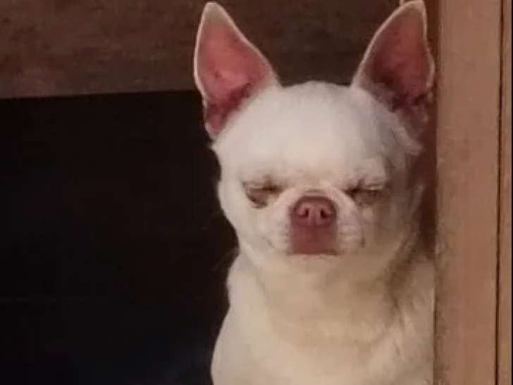 À vendre, 1 mâle Chihuahua adulte, fauve, né en août 2021