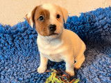 À vendre, 2 mâles et 1 femelle Jack Russell LOF, poil court et lisse, nés en décembre 2025