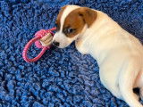 À vendre, 2 mâles et 1 femelle Jack Russell LOF, poil court et lisse, nés en décembre 2025