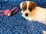 À vendre, 2 mâles et 1 femelle Jack Russell LOF, poil court et lisse, nés en décembre 2025