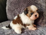 À réserver, 1 mâle Shih Tzu LOF, né en janvier 2026