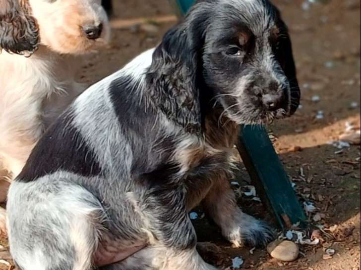 À vendre, 3 femelles et 2 mâles Cocker Anglais, nés en janvier 2026