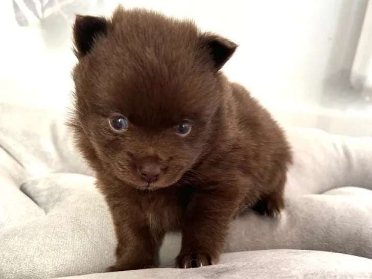 À réserver, 1 femelle Pomsky Toy chocolat, née en octobre 2024