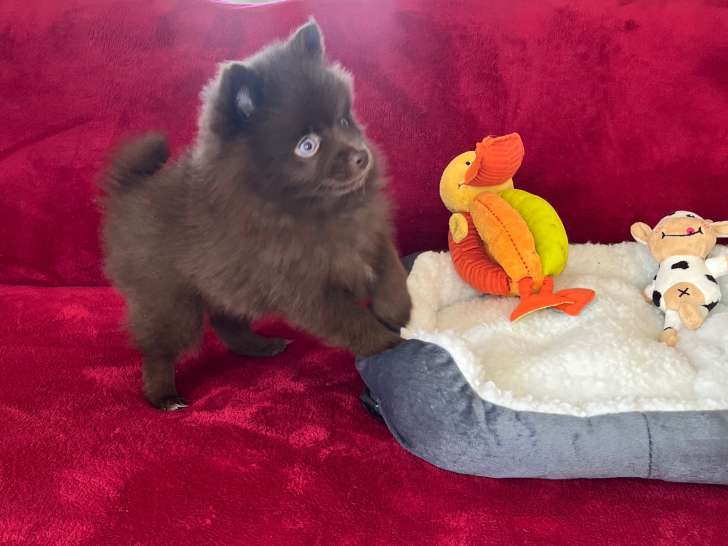 Femelle Pomsky Toy disponible de suite
