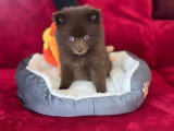 Femelle Pomsky Toy disponible de suite