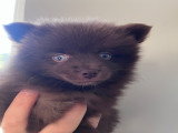 Femelle Pomsky Toy disponible de suite