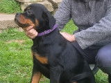 À vendre, 1 femelle Rottweiler LOF, née en septembre 2025