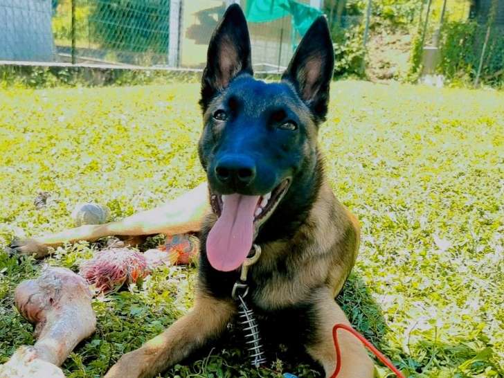 Femelle Malinois LOF de 18 mois non stérilisée à vendre