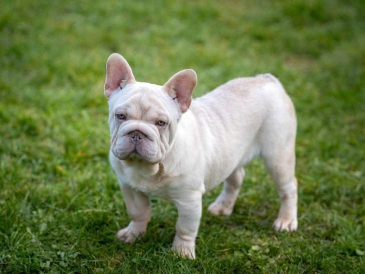 À vendre, mâle Bouledogue Français Platinium, né en juillet 2025