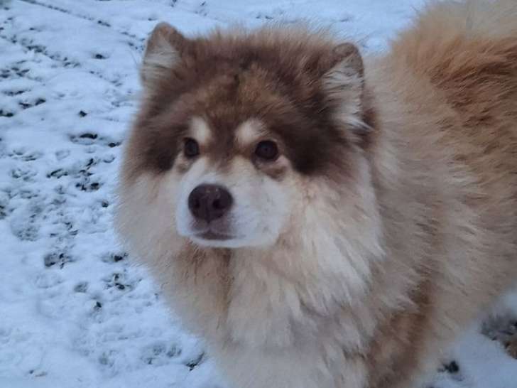 À vendre, femelle Chien Finnois de Laponie, retraitée d'élevage, née en mars 2020