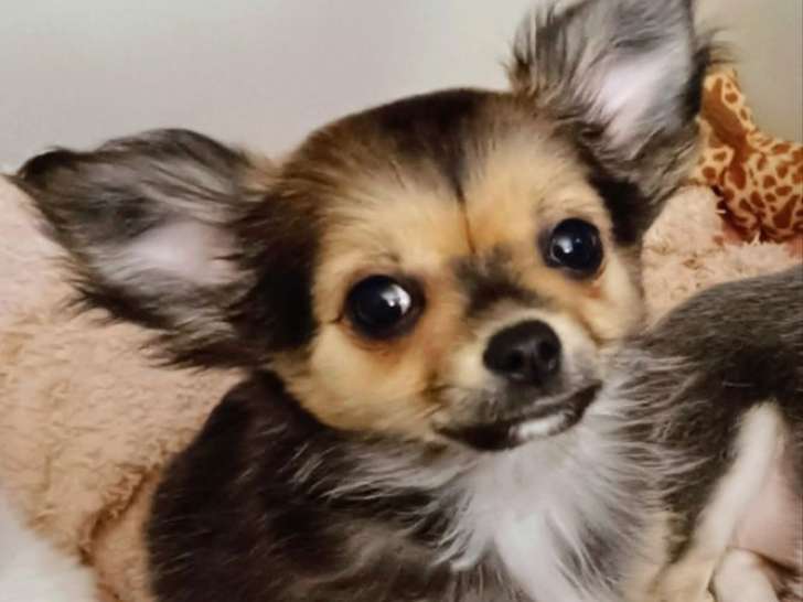 À vendre, femelle Chihuahua, née en octobre 2025