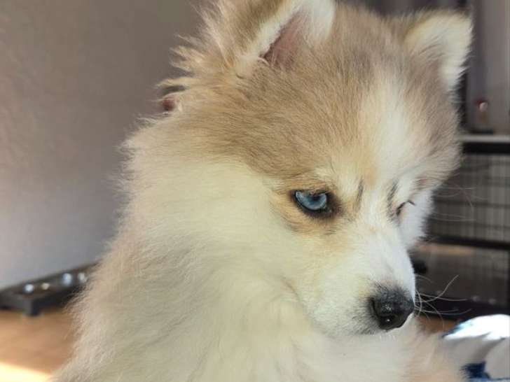 À vendre, femelle Pomsky F3+, yeux vairons, née en novembre 2025