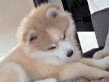 À vendre, femelle Pomsky F3+, yeux vairons, née en novembre 2025