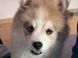 À vendre, femelle Pomsky F3+, yeux vairons, née en novembre 2025