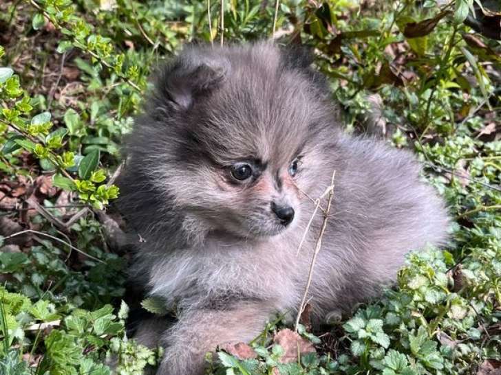 À vendre, femelle Spitz Nain bleu merle, née en janvier 2026
