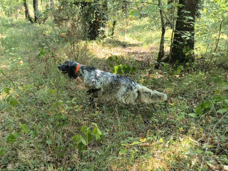 À vendre, femelle Setter Anglais LOF, blue belton, née en mai 2023