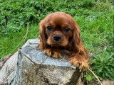 À vendre, mâle Cavalier King Charles LOF, ruby, né en avril 2025