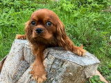 À vendre, mâle Cavalier King Charles LOF, ruby, né en avril 2025