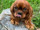 À vendre, mâle Cavalier King Charles LOF, ruby, né en avril 2025