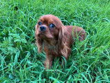 À vendre, mâle Cavalier King Charles LOF, ruby, né en avril 2025