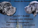 À réserver, 1 femelle Cane Corso LOF, noire, née en janvier 2026