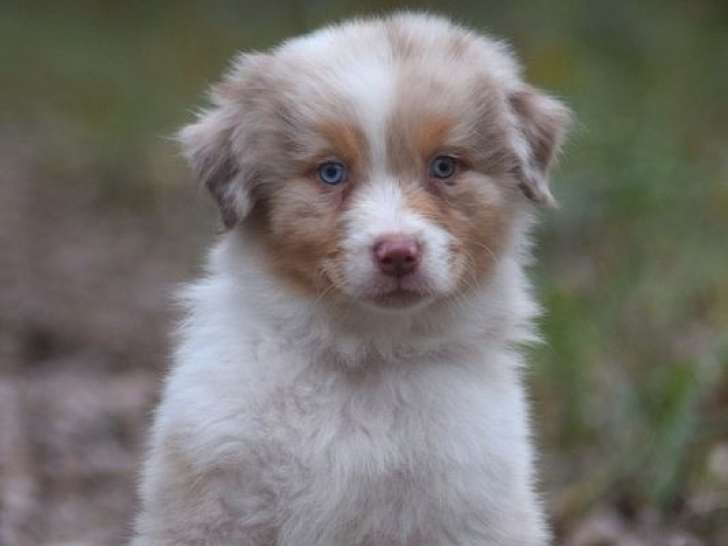 À vendre, 2 mâles Berger Australien LOF, rouge merle et rouge tricolore, nés en janvier 2026