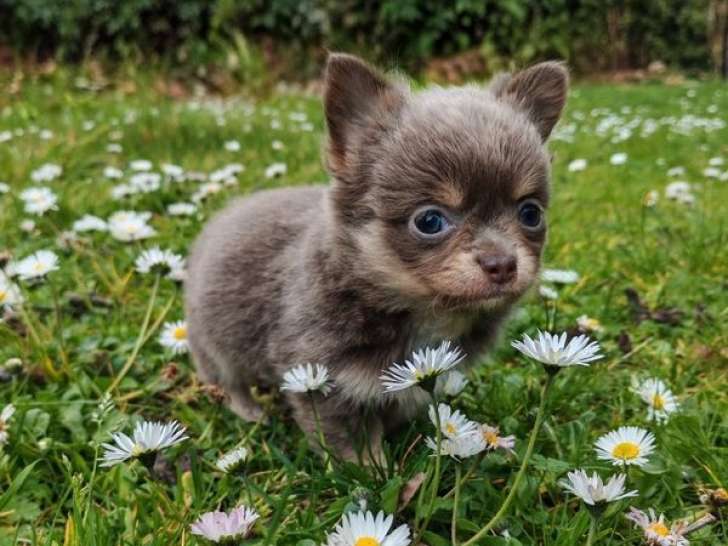 À réserver, mâle Chihuahua lavande et tan poils longs, né en janvier 2026