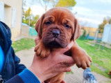 À réserver, 2 mâles Dogue de Bordeaux LOF, fauve masque marron, nés en janvier 2026