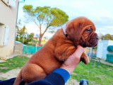 À réserver, 2 mâles Dogue de Bordeaux LOF, fauve masque marron, nés en janvier 2026