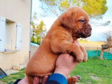 À réserver, 2 mâles Dogue de Bordeaux LOF, fauve masque marron, nés en janvier 2026