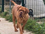 À réserver, 2 mâles Dogue de Bordeaux LOF, fauve masque marron, nés en janvier 2026