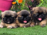 À réserver, 2 mâles et 1 femelle chiots Pékinois, nés en janvier 2026