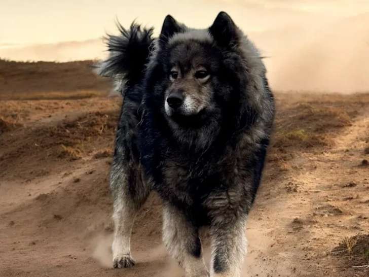Saillie Eurasier LOF, mâle né en mars 2021