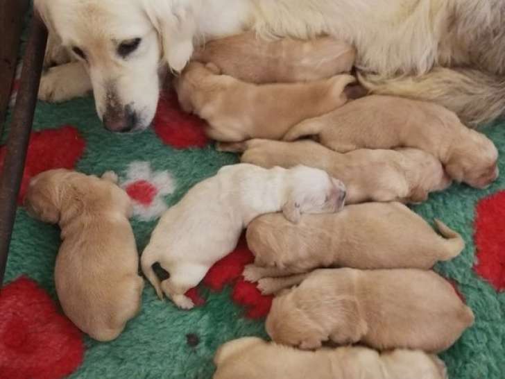 À réserver, 6 mâles et 3 femelles Golden Retriever LOF, nés en février 2026