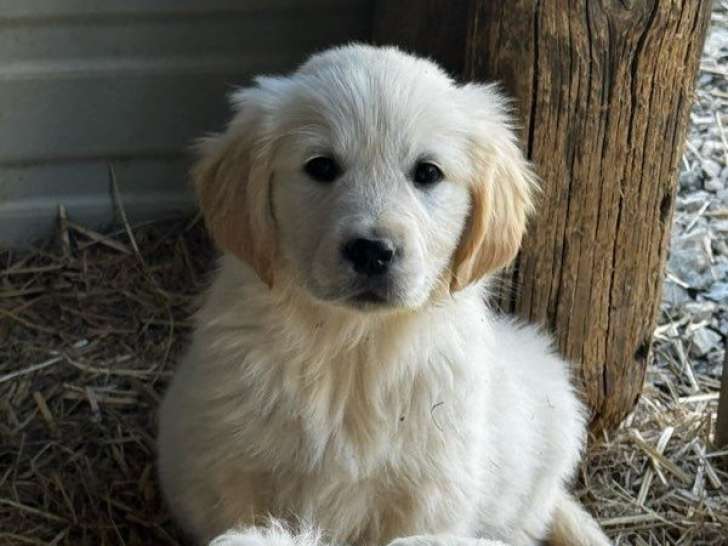 À vendre, mâle Golden Retriever blanc, 2 mois, né en janvier 2026