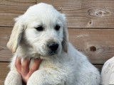 À vendre, mâle Golden Retriever blanc, 2 mois, né en janvier 2026