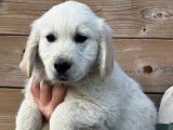 À vendre, mâle Golden Retriever blanc, 2 mois, né en janvier 2026