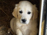 À vendre, mâle Golden Retriever blanc, 2 mois, né en janvier 2026