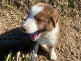 À vendre, mâle Border Collie adulte, marron et blanc, né en mars 2024