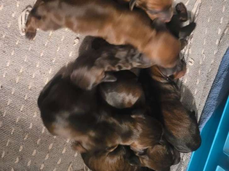 À réserver, 4 mâles et 3 femelles Teckel Nain fauves, nés en mars 2026