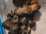 À réserver, 4 mâles et 3 femelles Teckel Nain fauves, nés en mars 2026