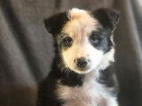 À réserver, 5 chiots Border Collie, nés en janvier 2026