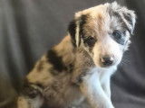 À réserver, 5 chiots Border Collie, nés en janvier 2026