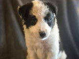 À réserver, 5 chiots Border Collie, nés en janvier 2026