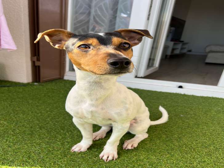 Mâle Jack Russel pour saillie dans le 63