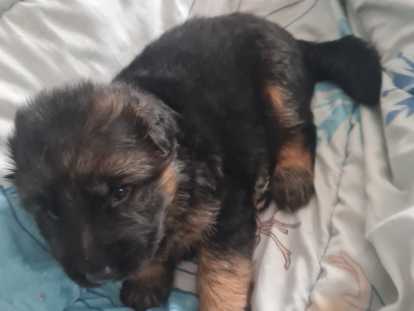 Chiots Berger Allemand à Poil Long à vendre (1 femelle & 3 mâles)
